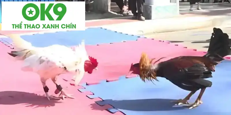 Những đặc điểm riêng của đá gà đòn Những đặc điểm riêng của đá gà đòn