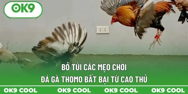 Bỏ túi các mẹo chơi đá gà Thomo bất bại từ cao thủ